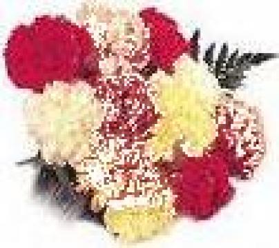 Flori garoafe import Spania de la Tres65 Flores