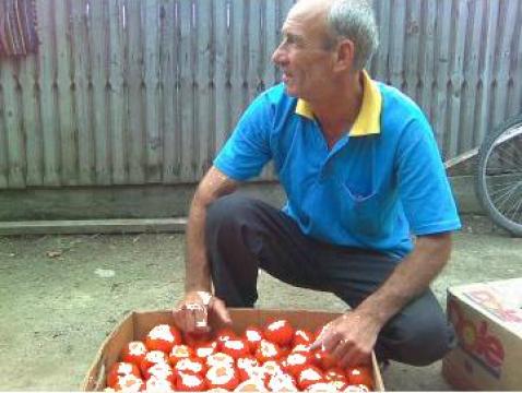 Rosii cultivate cu tehnici traditionale de la Legume Si Fructe Marin Paraschiv
