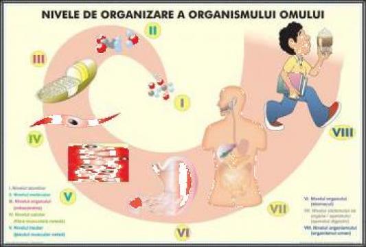 Plansa tesuturile umane/ nivele de organizare a organismului