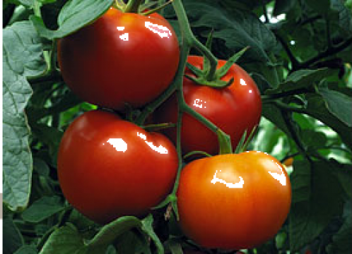 Seminte de tomate semideterminate Gravitet F1, 500 seminte
