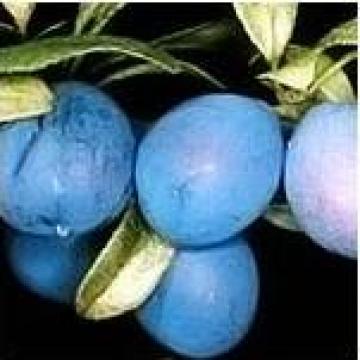Pomi fructiferi Pruni altoiti de la Tudorean Marius Ii