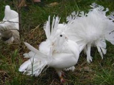 Inchiriere porumbei albi nunta Galati Braila de la Porumbeialbibraila.ro