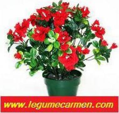 Flori la ghiveci si flori taiate de la Legumecarmen.com