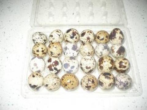 Oua de prepelita pentru consum si incubat
