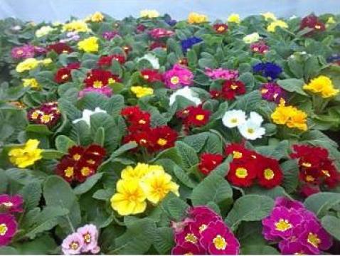 Flori batute Primule mari parfumate de la Biosolaris Producator Plante