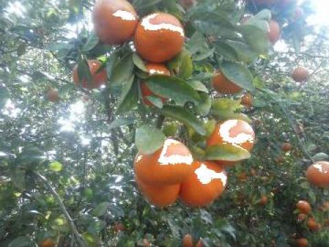 Mandarine de la Citrusfruit Import-export