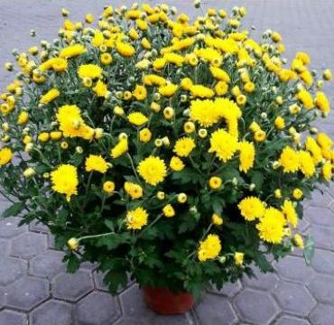 Crizanteme 40-50 cm