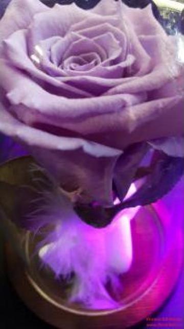 Trandafir lila criogenat de la La Gradina Stil