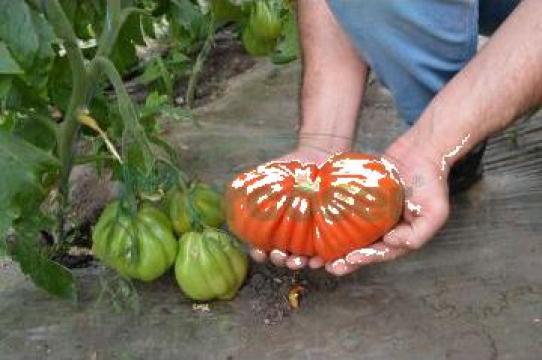 Seminte tomate Arawak F1 - 500 seminte de la Marcoser