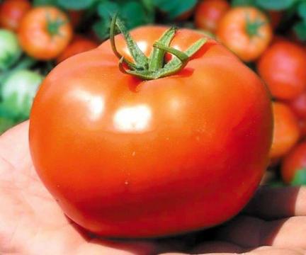 Seminte de tomate Bobcat F1 (1000 seminte) de la Lencoplant Business Group SRL