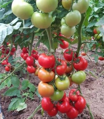 Seminte de tomate Ciciu F1 (500 seminte) de la Lencoplant Business Group SRL