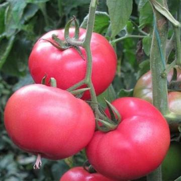 Seminte de tomate roz Mamston F1 (500 seminte) de la Lencoplant Business Group SRL