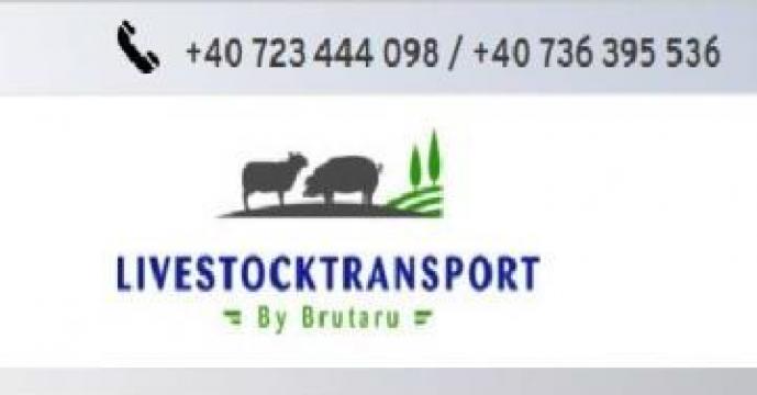 Trasport animale vii de la Brutaru Srl - Livestocktransport