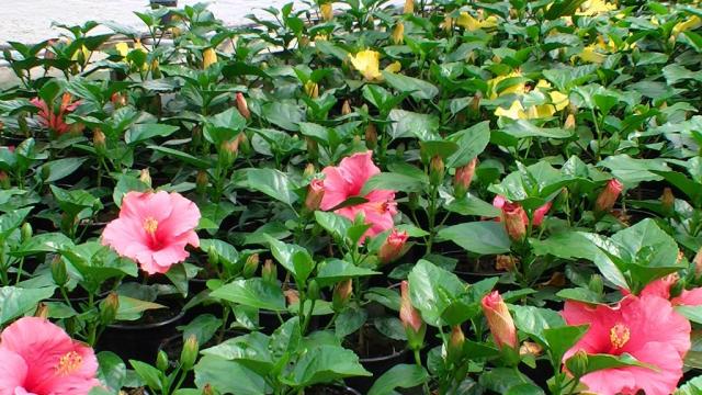 Trandafir japonez de la Sc Fabrica De Flori Natura Srl