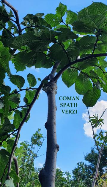 Pomi ornamentali Ulmus glabra Pendula (Ulm pendul), h=~230cm de la Coman Spatii Verzi Srl