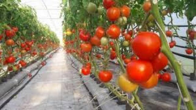 Seminte de tomate Belladona F1, nedeterminate (500 seminte) de la Lencoplant Business Group SRL