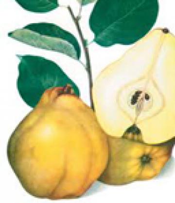 Pomi fructiferi gutui Beretzki de la Natural Biosolaris Grup