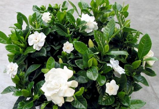 Esenta de mir - gardenia - 500 gr de la Sorana Prodcom Srl