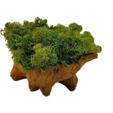 Aranjament licheni ghiveci decorativ verde M10