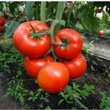 Seminte de tomate Macsin F1, nedeterminate (500 seminte) de la Lencoplant Business Group SRL