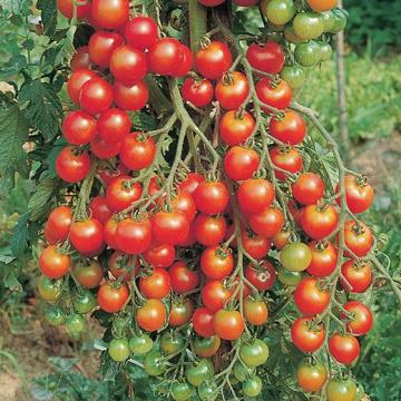 Seminte cherry de ciorchine Chipano F1 - 100 sem de la Roseeds International Srl