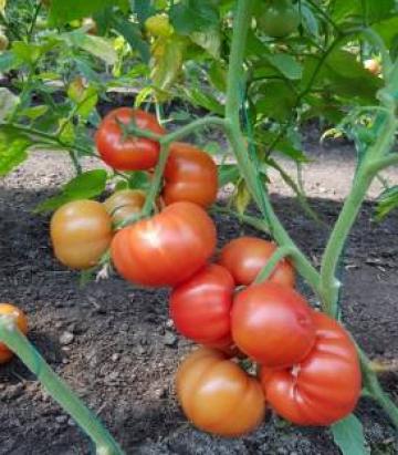 Seminte de tomate semideterminate Devonet F1 (500 seminte) de la Lencoplant Business Group SRL