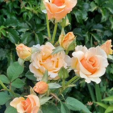 Floare la ghiveci Trandafir Avalanche Peach de la Florapris Family S.r.l.