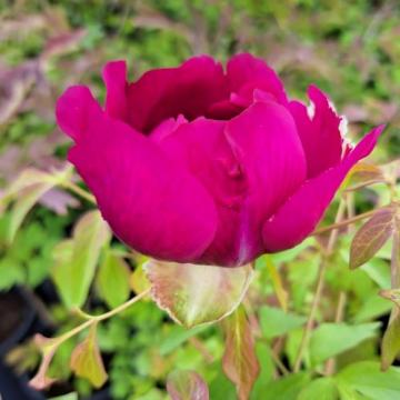 Floare Bujor arbustiv rosu-grena la ghiveci, 30-40 cm de la Florapris Family S.r.l.