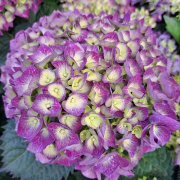 Planta Hortensie violet Baladia Purple, in ghiveci de 4-5 l