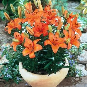 Flori Crini portocalii Abbeville 's Pride, la ghiveci de la Florapris Family S.r.l.