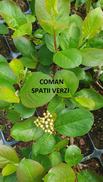 Aronia prunifolia Viking, h=35-50 cm de la Coman Spatii Verzi Srl