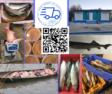 Crap viu pentru consum si populari de la Livnik Fish Trade Srl