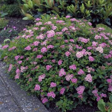 Cununita roz (Spiraea japonica Little Princess) de 20 cm