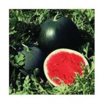 Seminte de pepene verde Miracle F1, Crimson (500 seminte) de la Lencoplant Business Group SRL