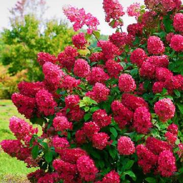 Planta Hortensie rosie Wim's Red la ghiveci C2-C3 de la Plantland SRL