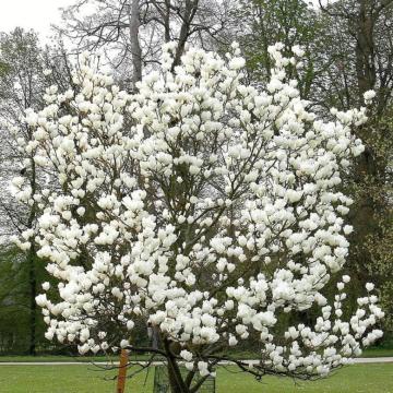 Arbore decorativ Magnolia alba Superba la ghiveci C2-C3