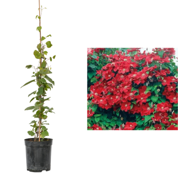 Planta Clematis Red Star la ghiveci C2-C3 de la Plantland SRL