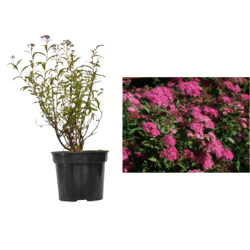 ArbusSpiraea roz (japonica Anthony Waterer) la ghiveci C2-C3