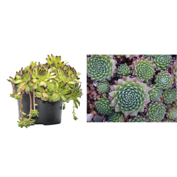 Ghiveci mare Sempervivum arachnoideum de la Plantland SRL