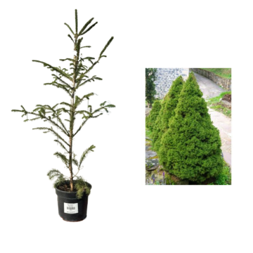 Arbust Brad vesnic verde Picea Conic la ghiveci C2-C3 de la Plantland SRL