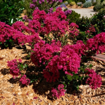 Arbust Liliac indian - Lagerstroemia I. Kiss, in ghiveci de la Florapris Family S.r.l.