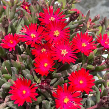 Planta perena Delosperma Red Desert Dancer in ghiveci