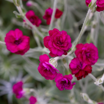 Planta perena Lychnis Gardeners World Coron la ghiveci