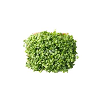 Microplante Iasi Busuioc