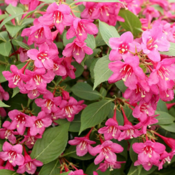 Arbust ornamental Weigela roz Rosea la ghiveci de la Florapris Family S.r.l.