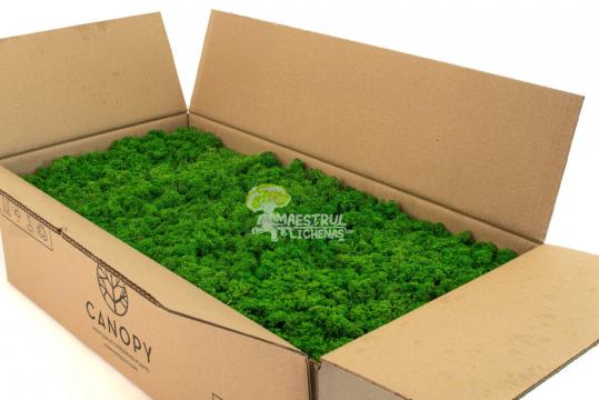 Licheni naturali stabilizati Nature Green