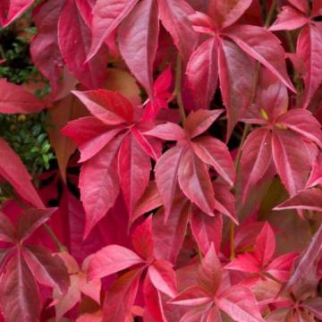 Planta Vita canadiana Parthenocissus quinquefolia in ghiveci de la Florapris Family S.r.l.