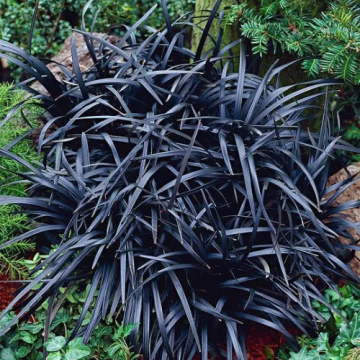 Iarba neagra - Ophiopogon Planiscapus Niger la ghiveci de la Florapris Family S.r.l.
