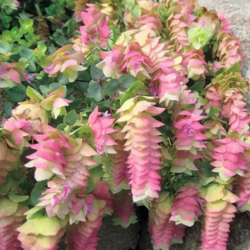 Origanum Kent Beauty la ghiveci de la Florapris Family S.r.l.