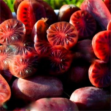 Kiwi purpuriu Purpurna Sadowa de 35-45cm